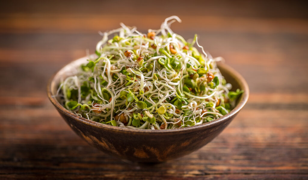 alfalfa sprouts good for bearded dragons nutrition