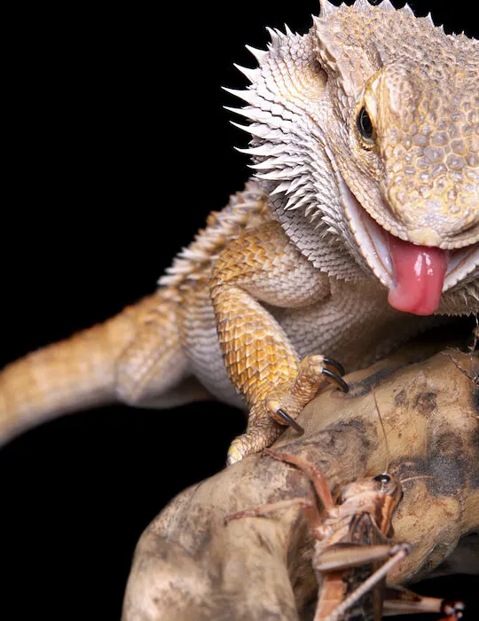 bearded dragon preying on insect