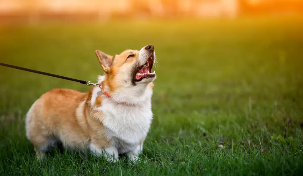 corgi barking at park