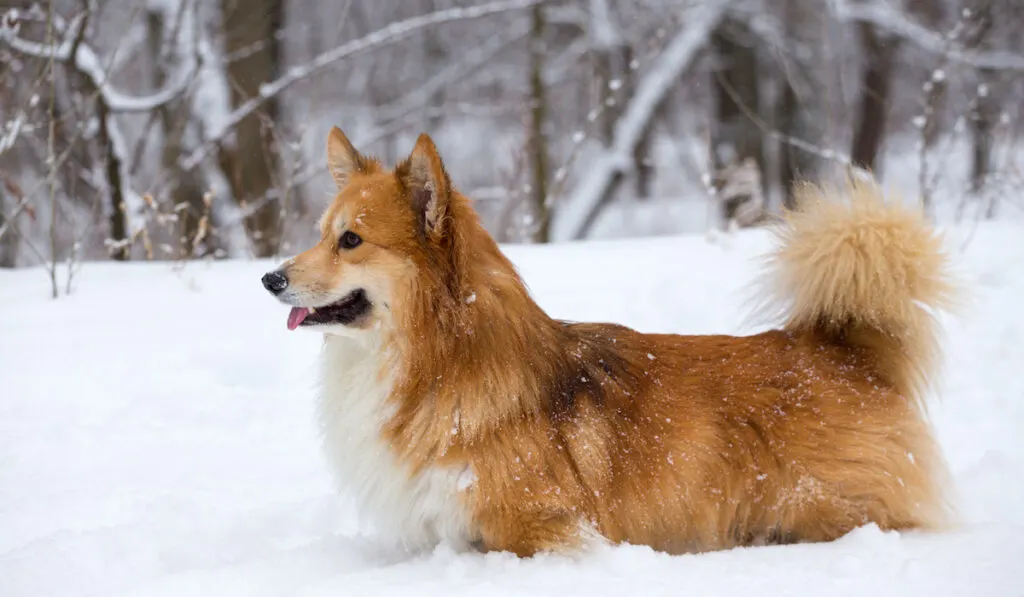 corgi with double coat enjoying the snow