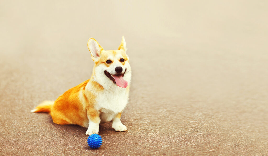 corgi playing with a blue squishy ball to reduce barking