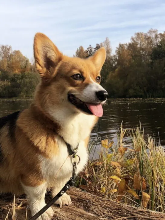 pembroke corgi at the park