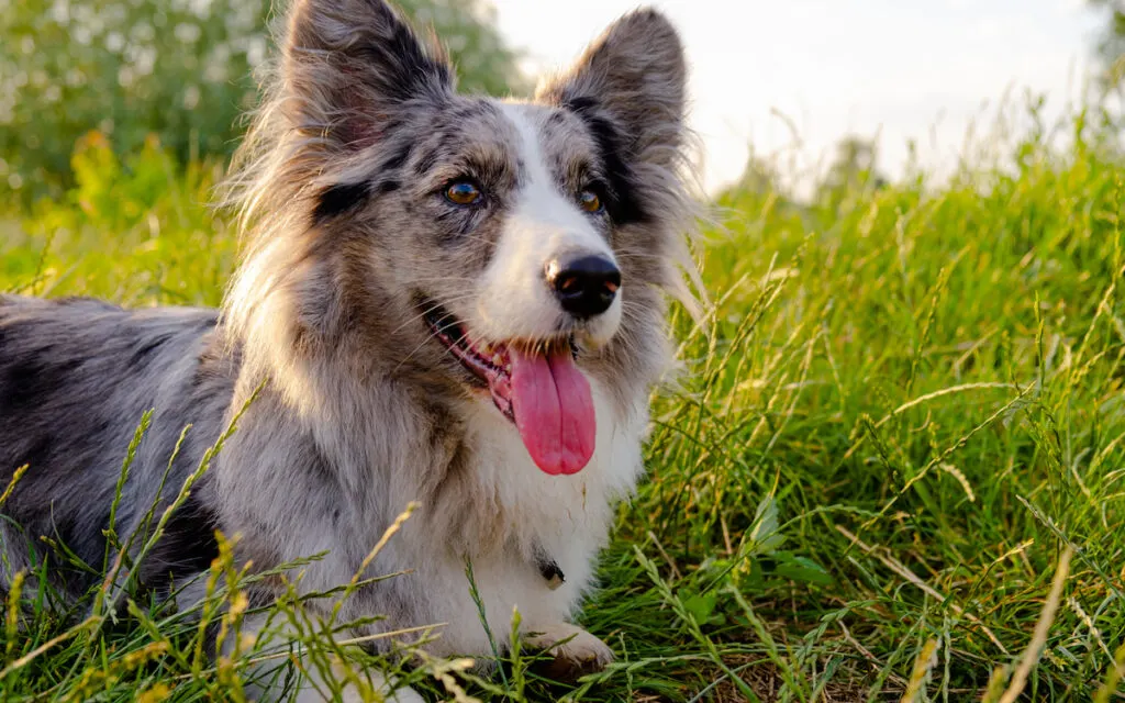 cardigan corgi on grass