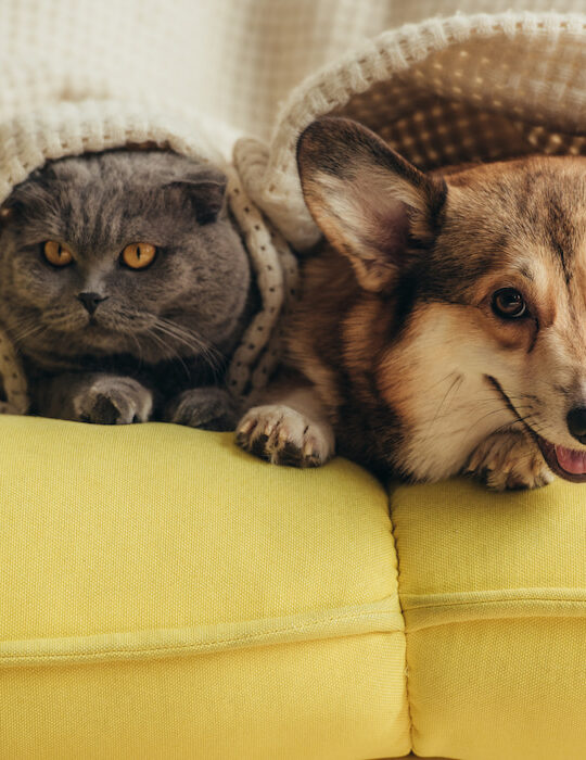cat and corgi together on couch