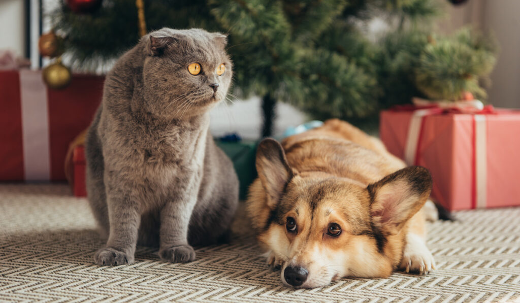 cat and corgi under the christmas tree