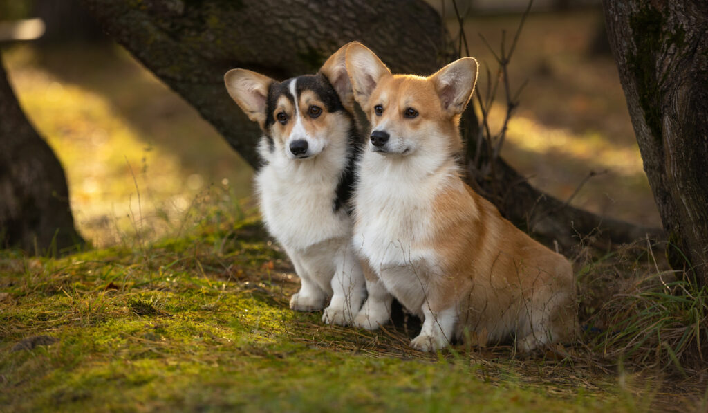 two corgis with different colors