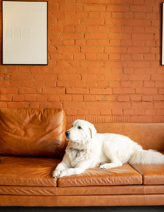 white dog in an apartment