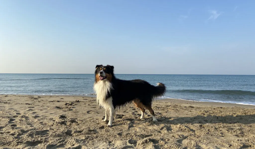 australian shepherd afters splashing on beach