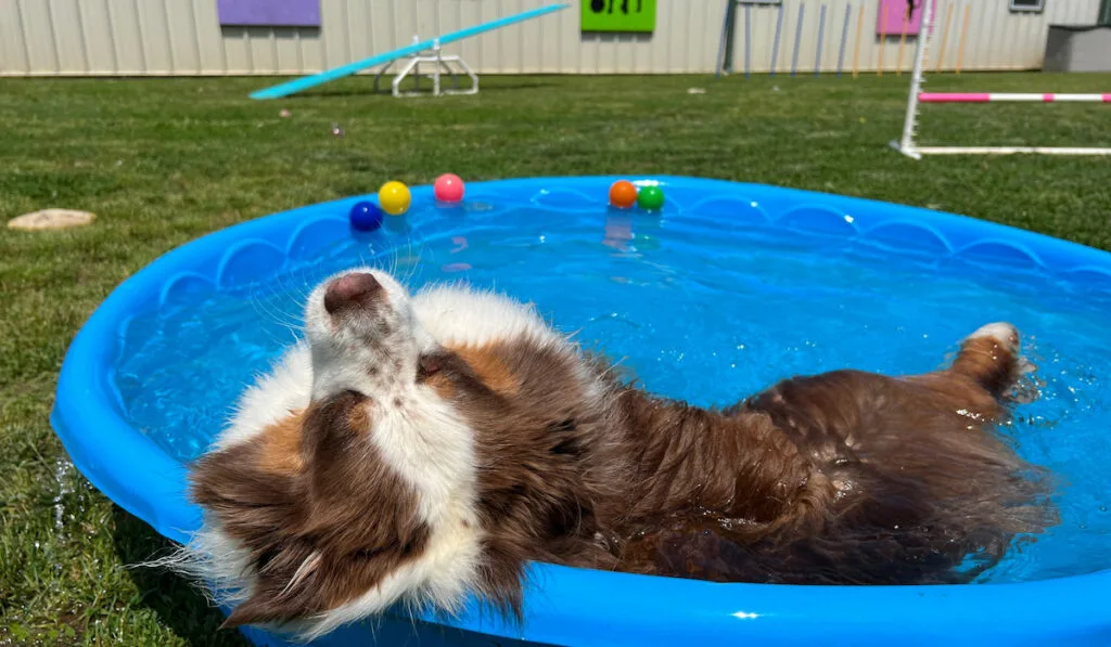 australian shepherd inside a kiddie pool