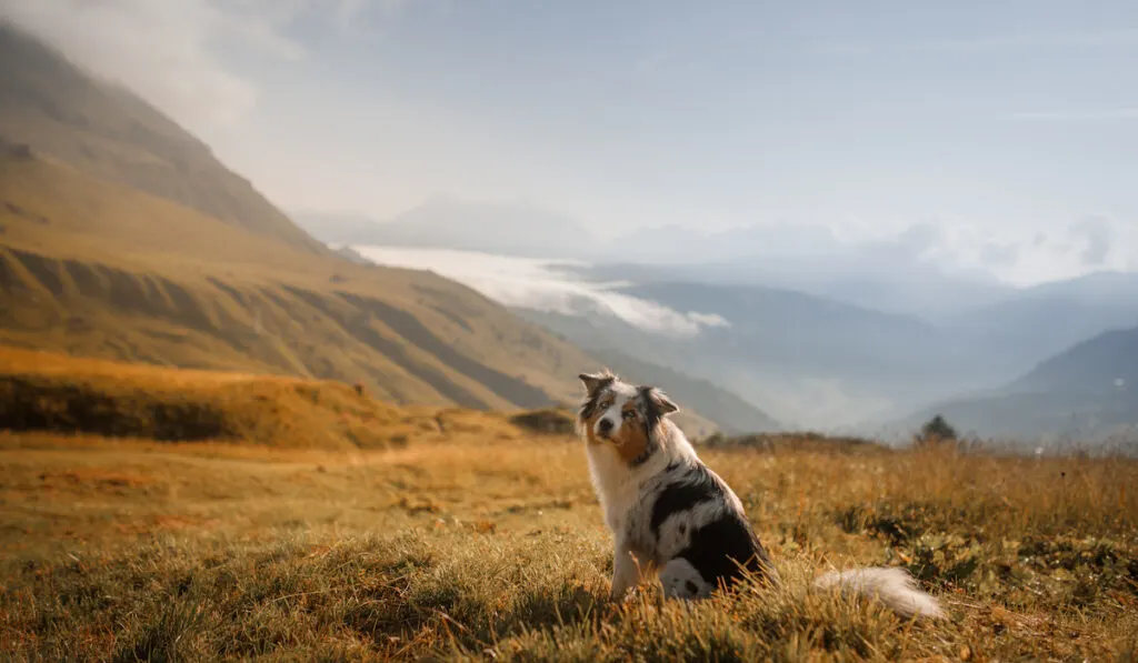 australian shepherd on the open