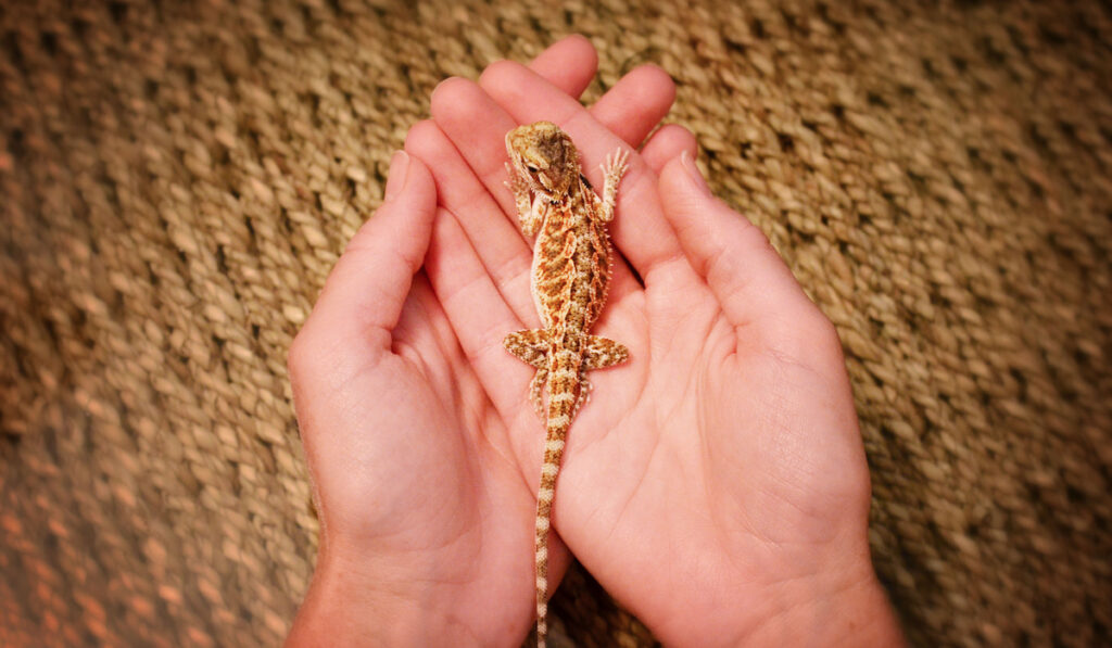 owner holding a baby bearded dragon on her hand