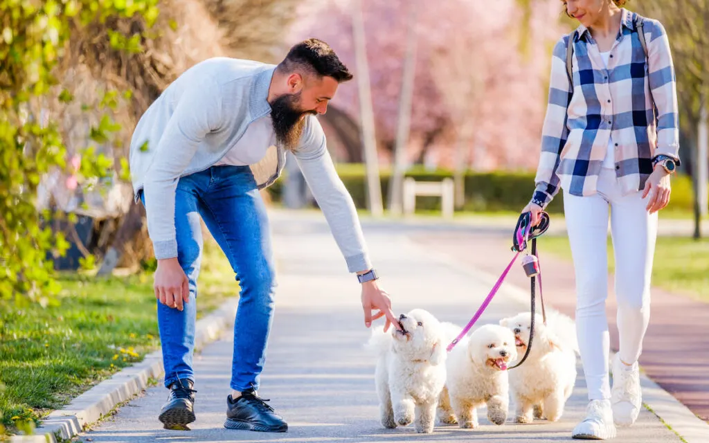 couple walking their dogs