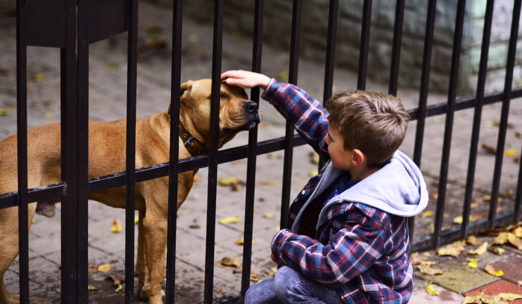 shelter dog being pet by little boy