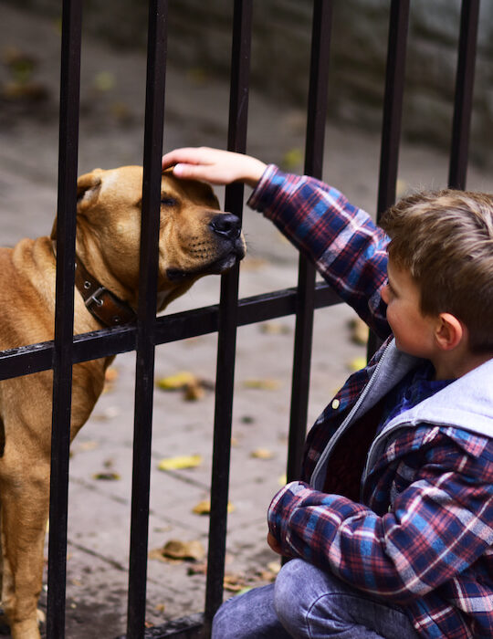 dog being pet by little boy