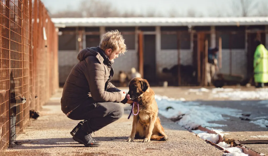 dog released from shelter