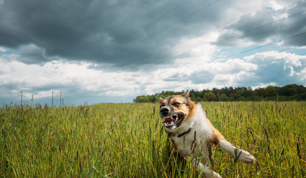 angry and aggressive dog at the rice field