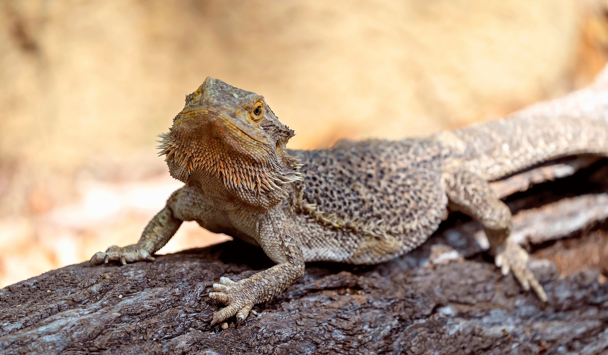 How Often Do Bearded Dragons Shed? (and Signs Their Shed Is Stuck) - A 