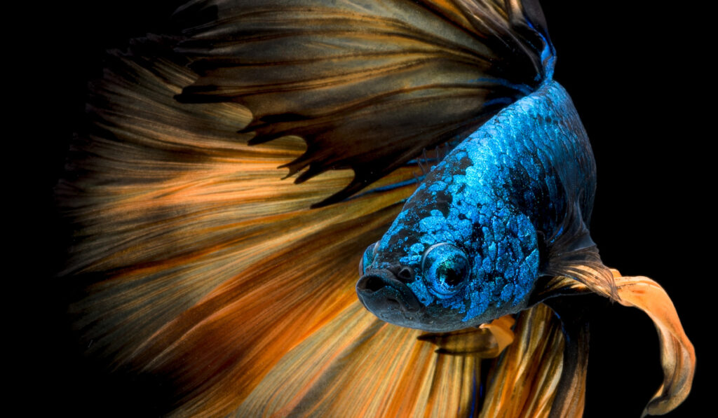 blue betta fish with orange tail