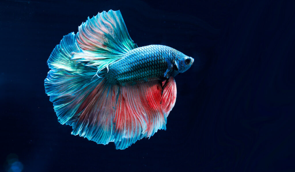 blue betta fish with reddish accent