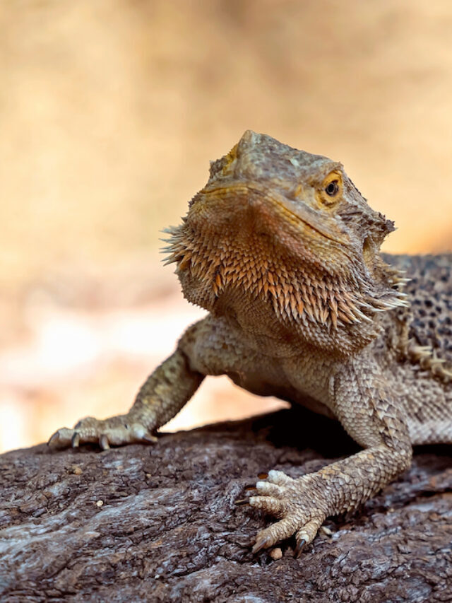How Often Do Bearded Dragons Shed? (and signs their shed is stuck)