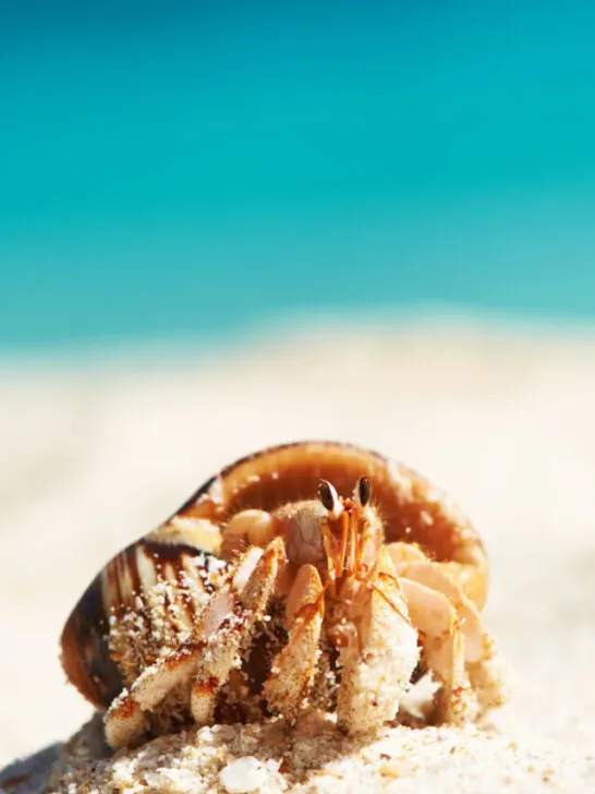 hermit crab at the beach