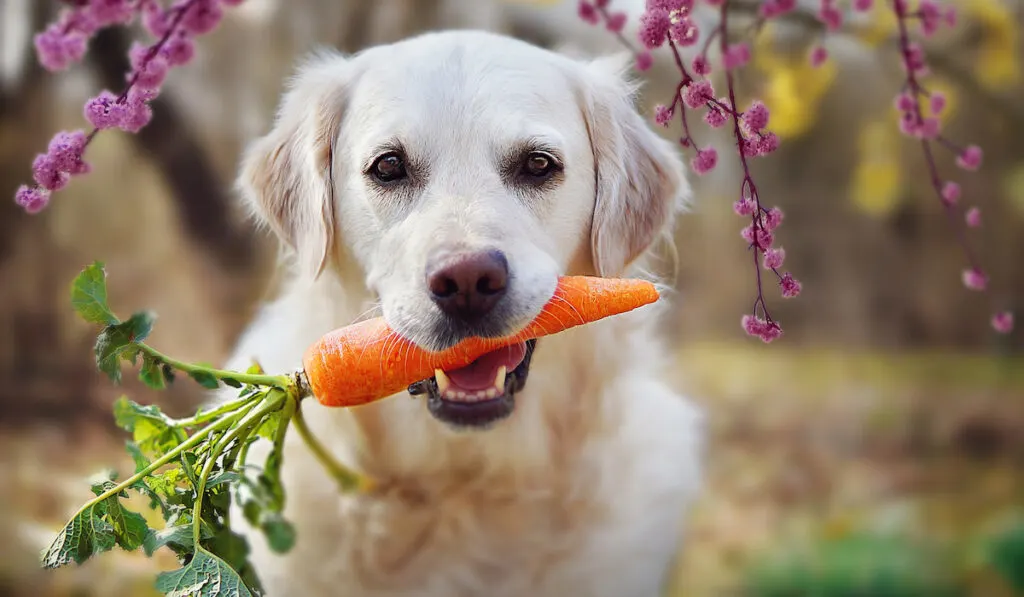 dog biting down on a carrot