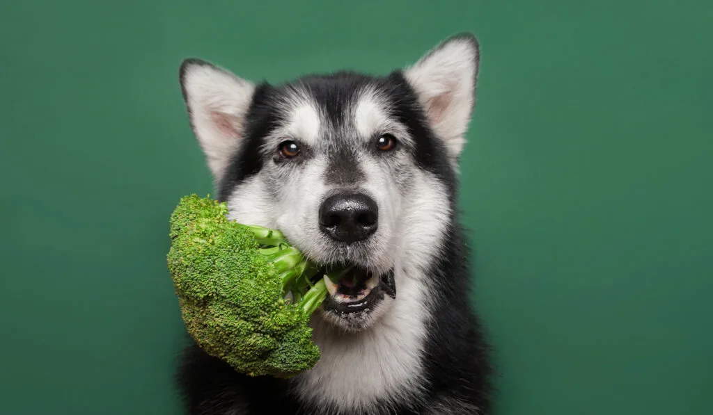 dog biting down on broccoli