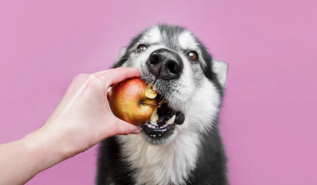 dog eating an apple