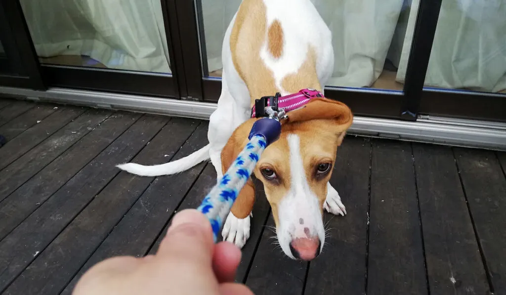 dog refusing to move cause of fear