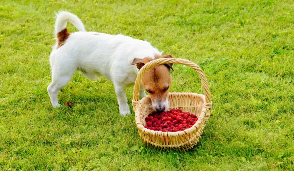 dog with a basket of raspberries