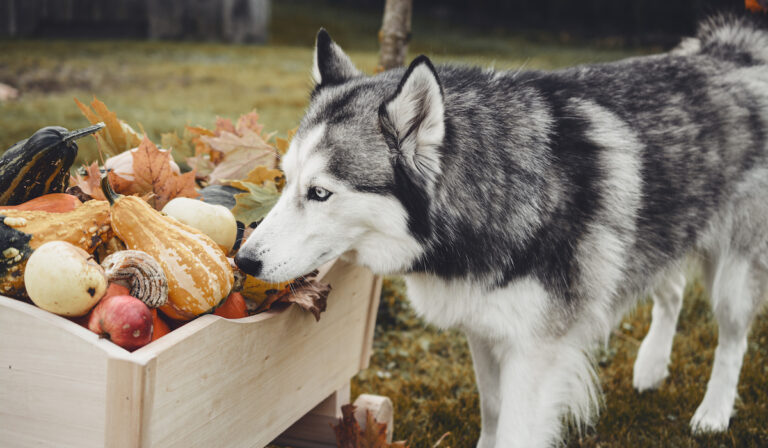 Image showcasing Huge List of Fruits & Vegetables Dogs Can & Can't Eat - A Few Good Pets