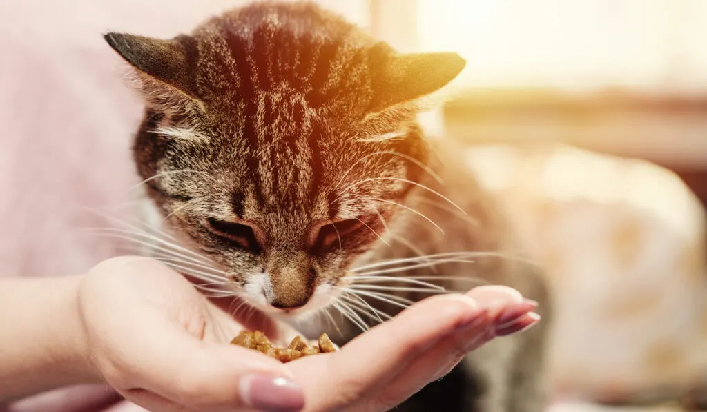 feeding a cat through palm