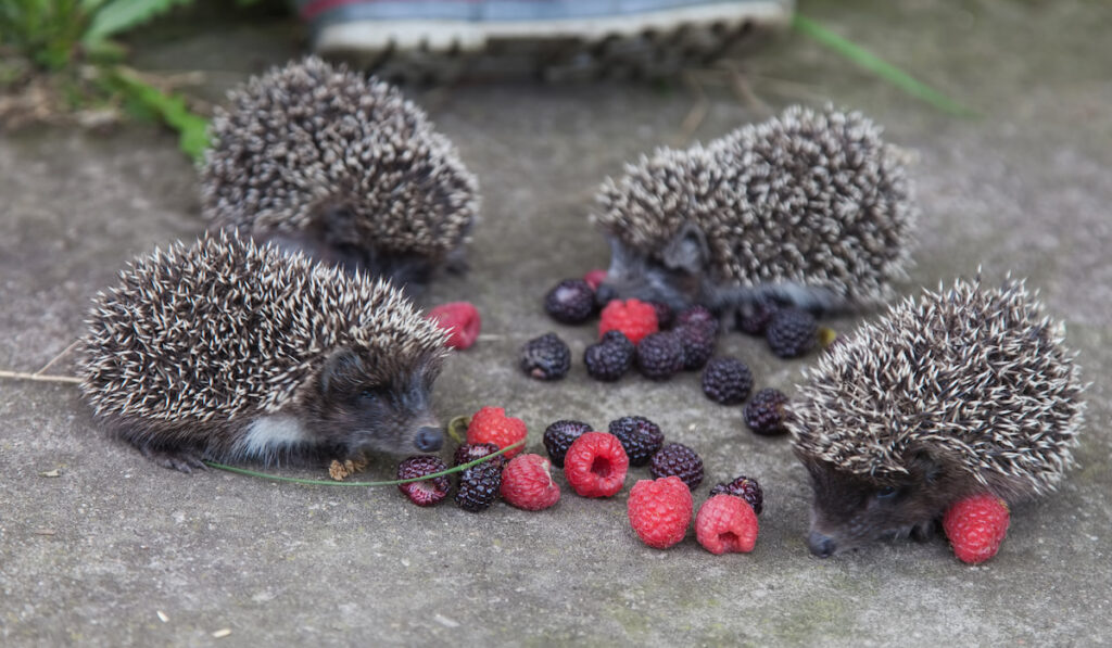four hedgehogs eating berries