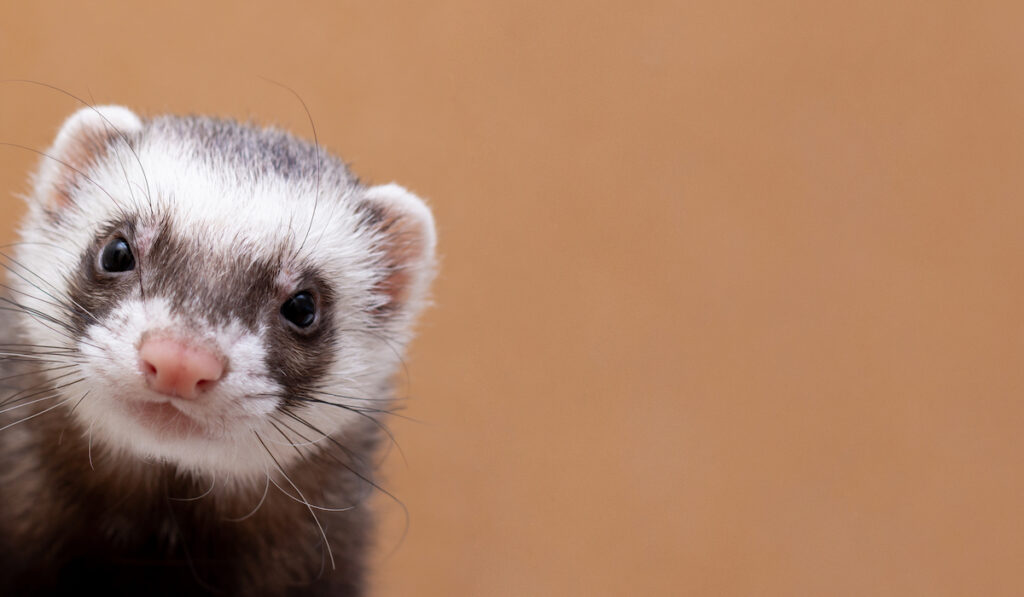 ferret on a brown background