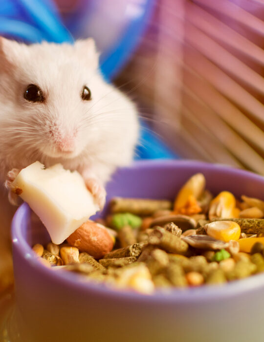 hamster eating a small block of cheese