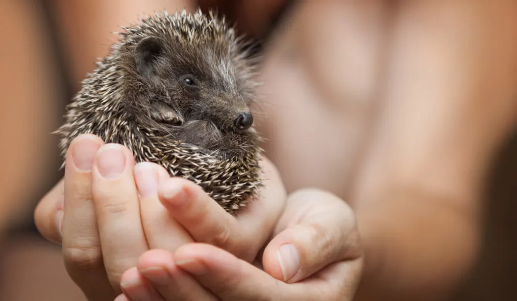 hedgehog sitting comfortably on the owner's hand