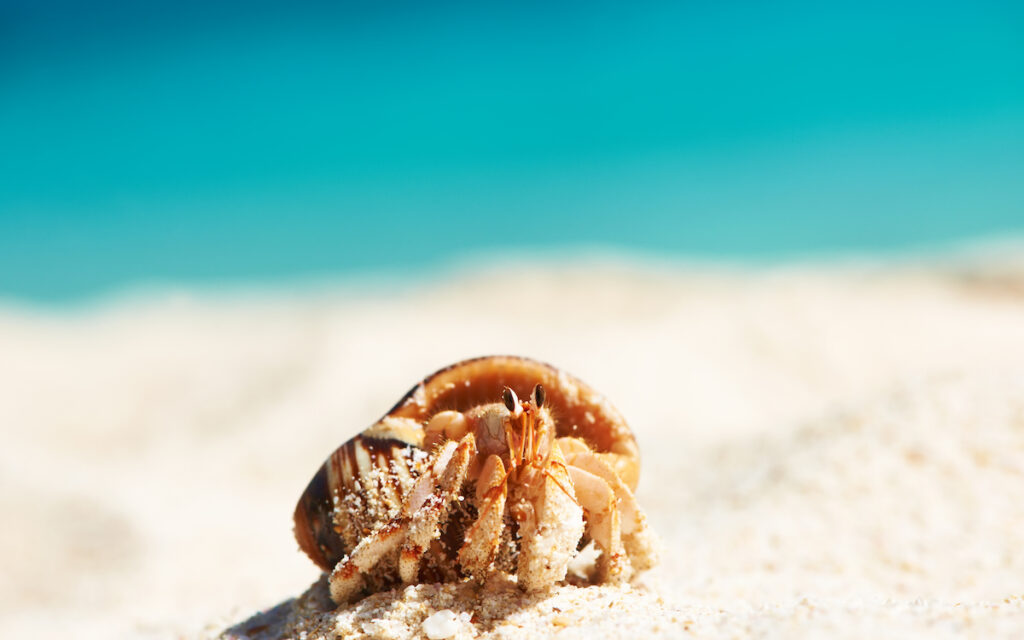 hermit crab at the beach