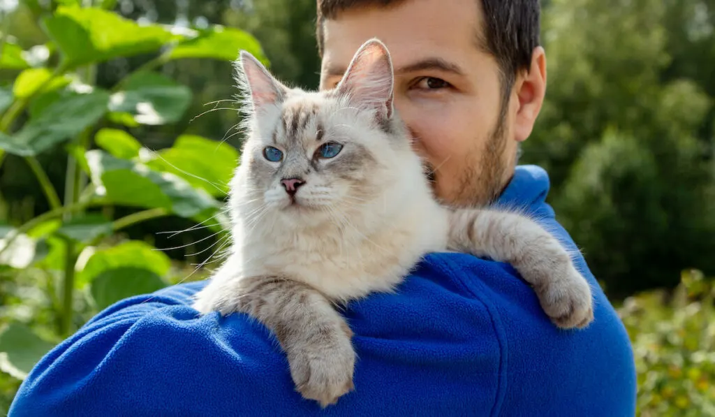 hugging siberian cat