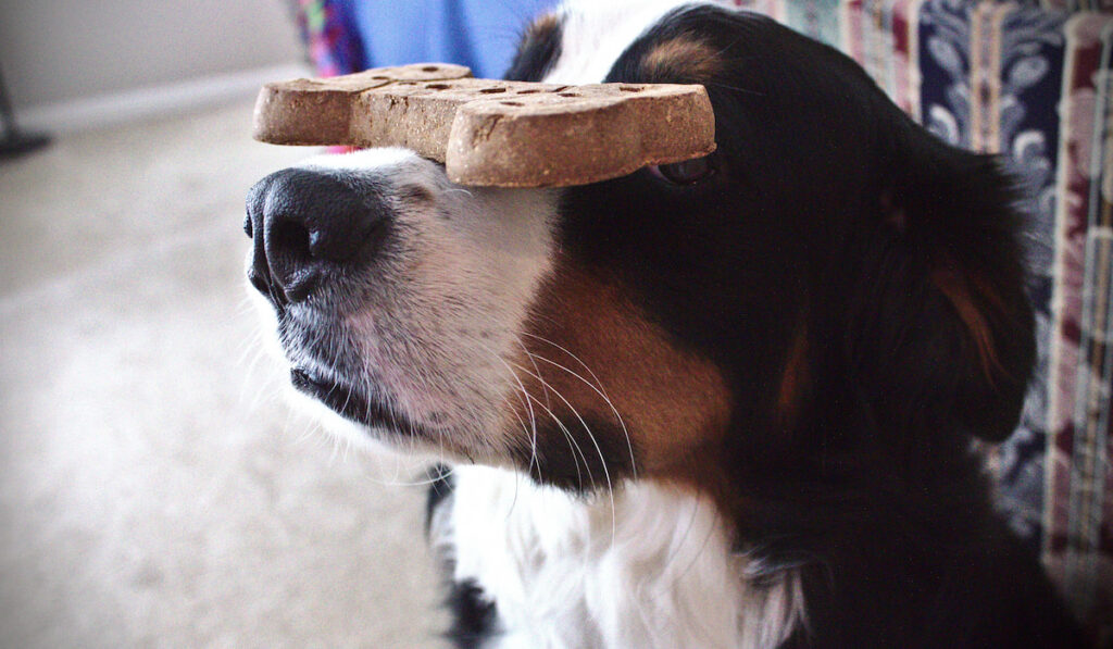 mountain dog balancing dog treat on his nose