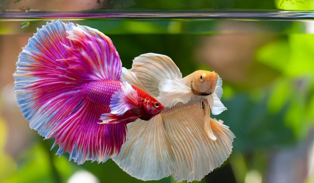 purple and peach colored betta fish