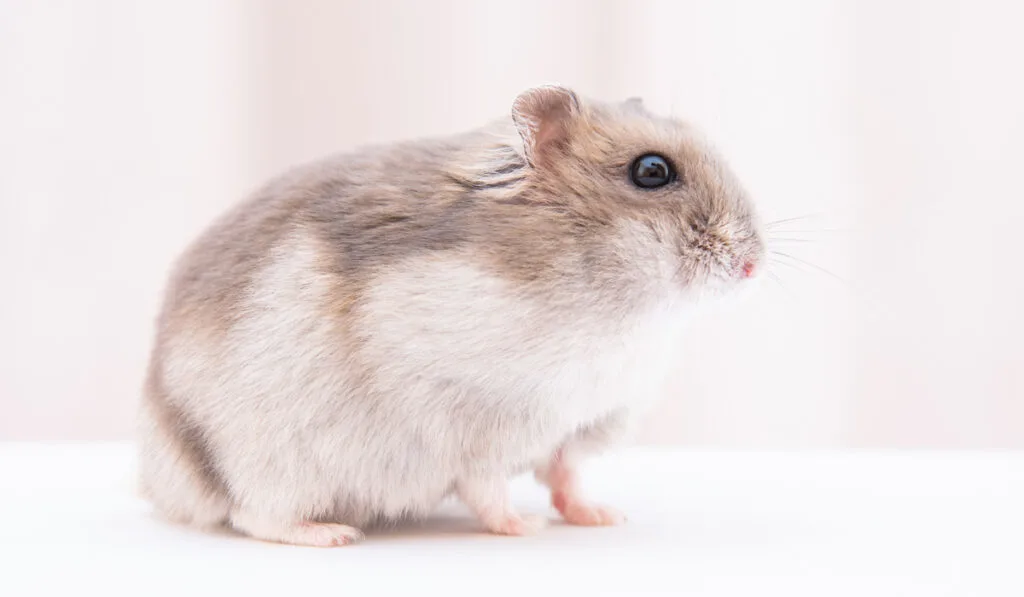 siberian dwarf hamster 