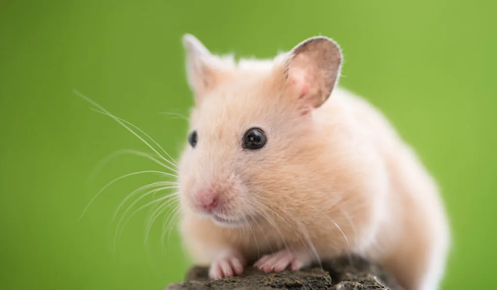 syrian hamster on a rock