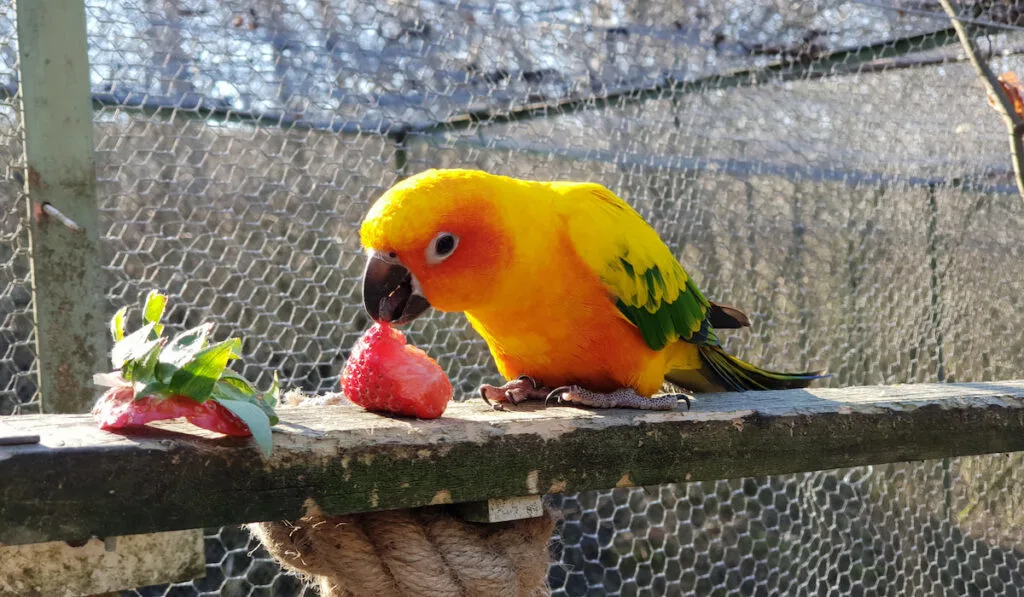 yellow parrot eating a strawberry