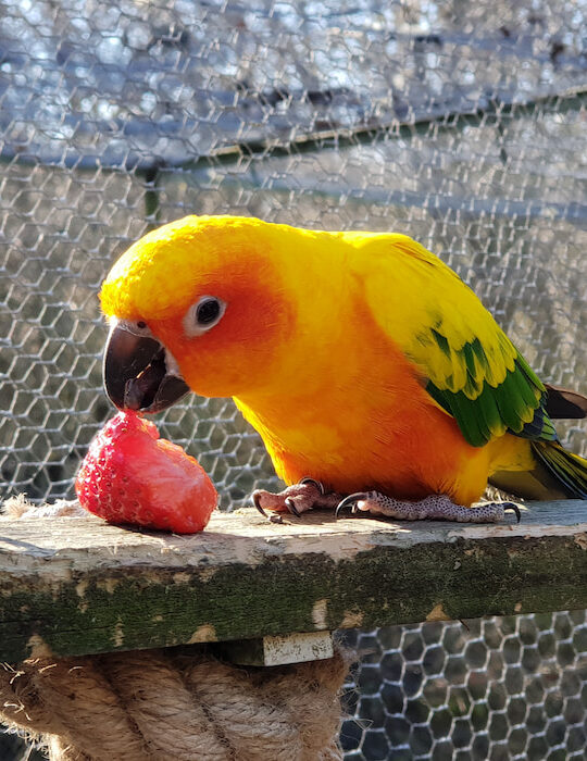 yellow parrot eating a strawberry