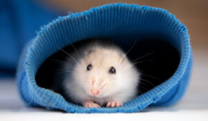 How Long Do Hamsters Live - A Few Good Pets