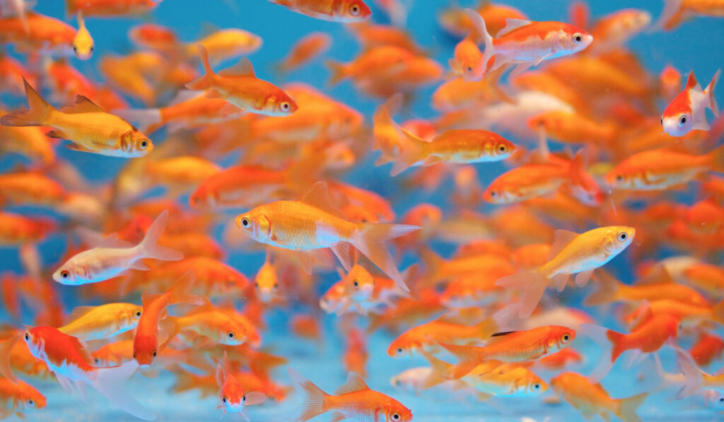 a lot of goldfish
