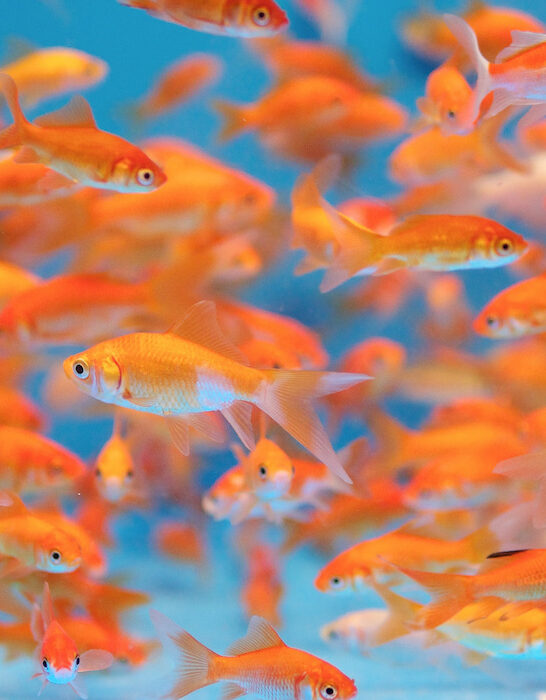 a lot of goldfish