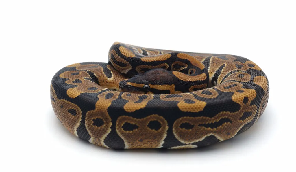 ball python