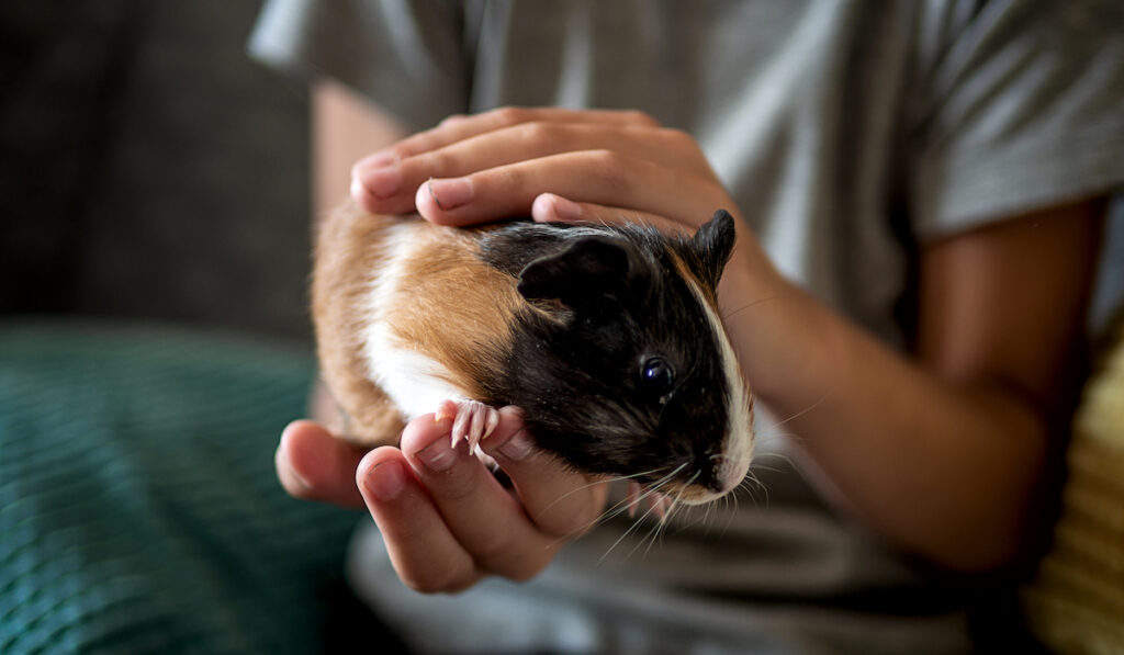 boy holding a fat guinea pig