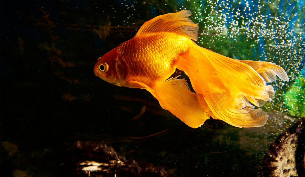 bright goldfish in tank